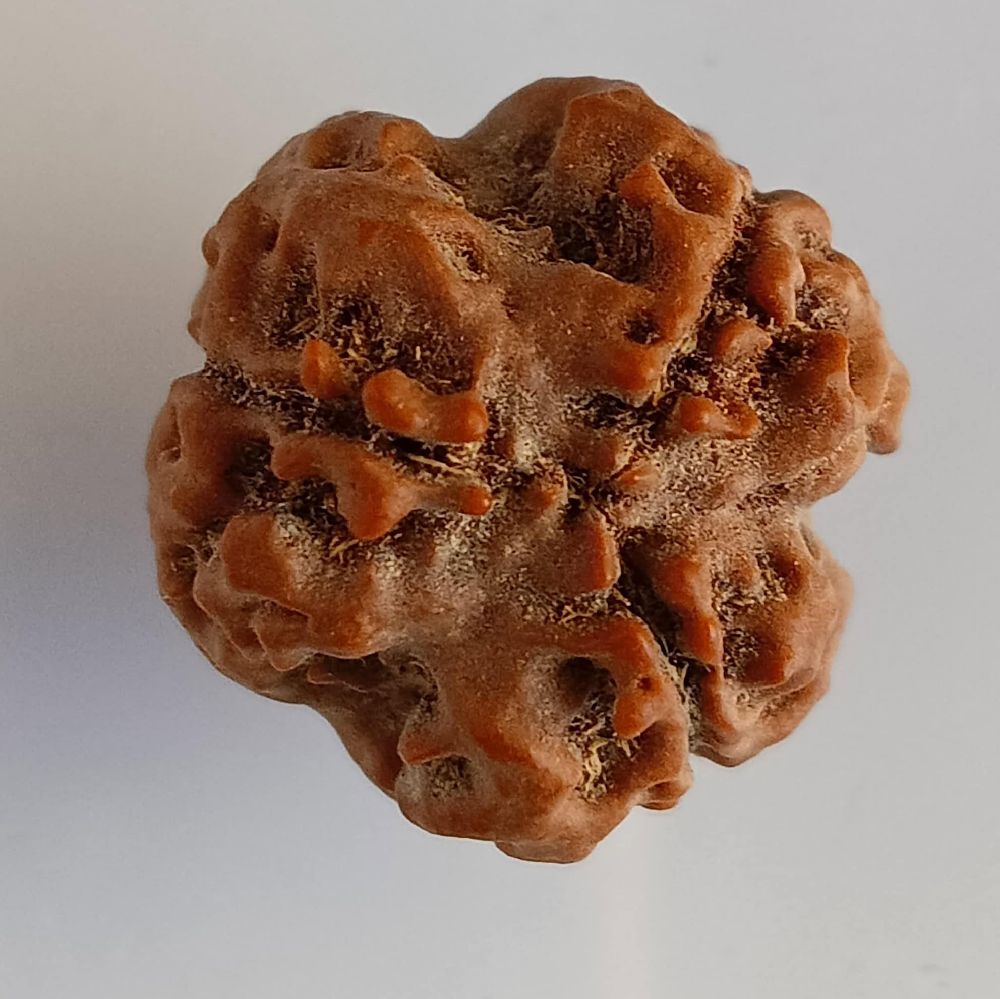 Structure of Rudraksha Beads.